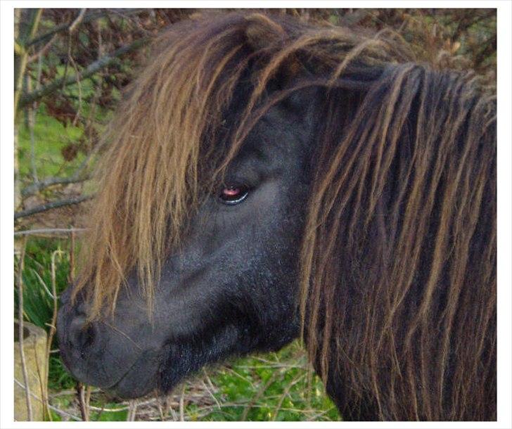 Shetlænder Bakkens Makalu billede 5