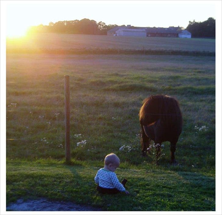 Shetlænder Bakkens Makalu billede 6