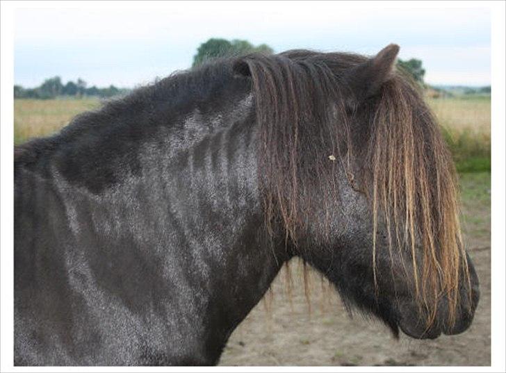Shetlænder Bakkens Makalu billede 7