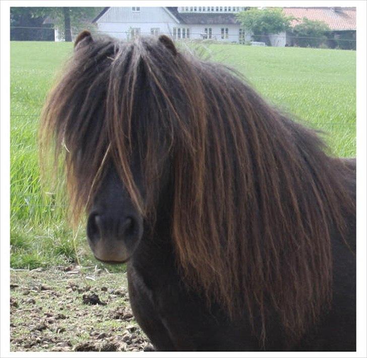 Shetlænder Bakkens Makalu billede 8