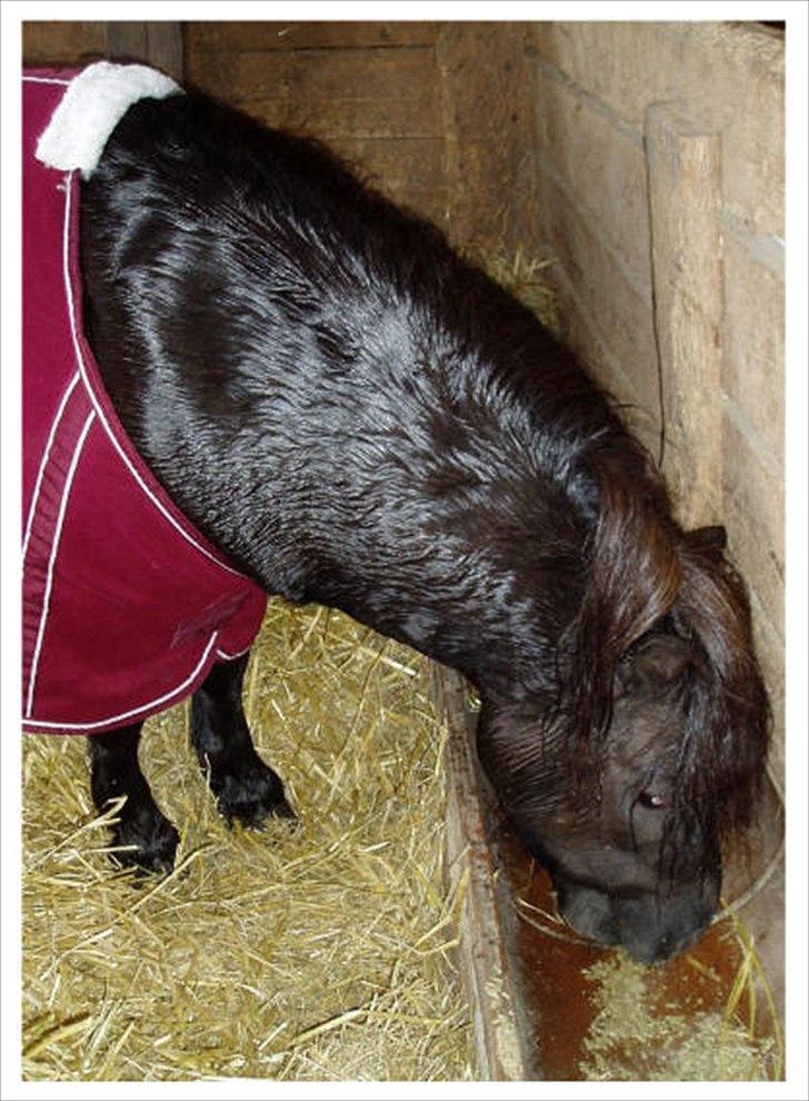 Shetlænder Bakkens Makalu billede 9