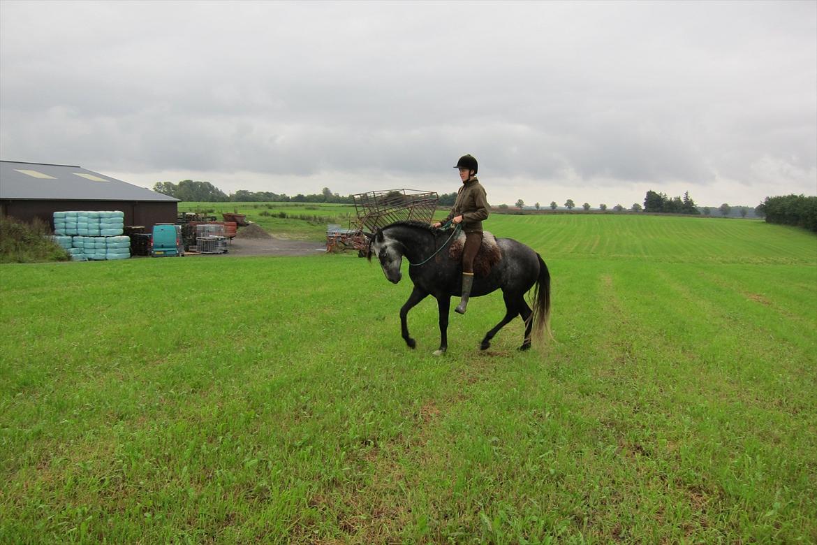 Lusitano Bailarina billede 2