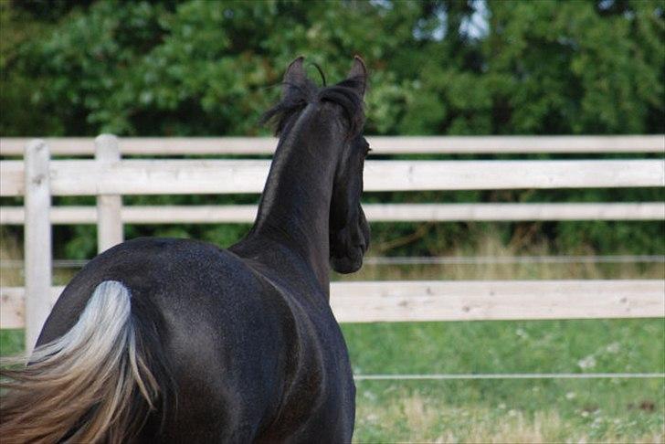 Lusitano Bailarina billede 9