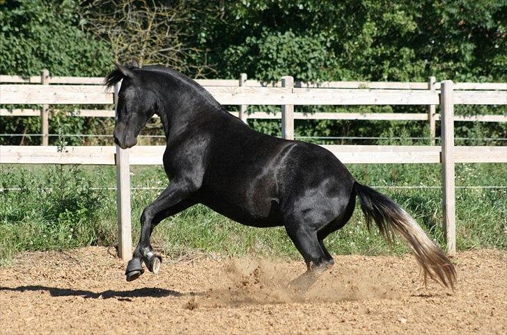 Lusitano Bailarina - Leg på banen... ca. 2 år gammel... billede 8