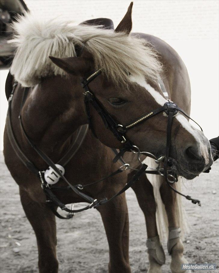 New Forest Pegasus af Bråskovgård<3 - Fordi du gør miq glad :) HVERDAG, HVER TIME, HVERT MINUT, HVERT SEKUNDT. Hver gang man tænker på diq, bliver man helt glad inden i :)<3 2011 billede 14