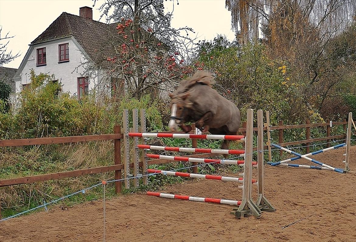 New Forest Viktoria - Springning med Viktoria d. 03.11.11. Spring 130cm. Foto Mig.  billede 19