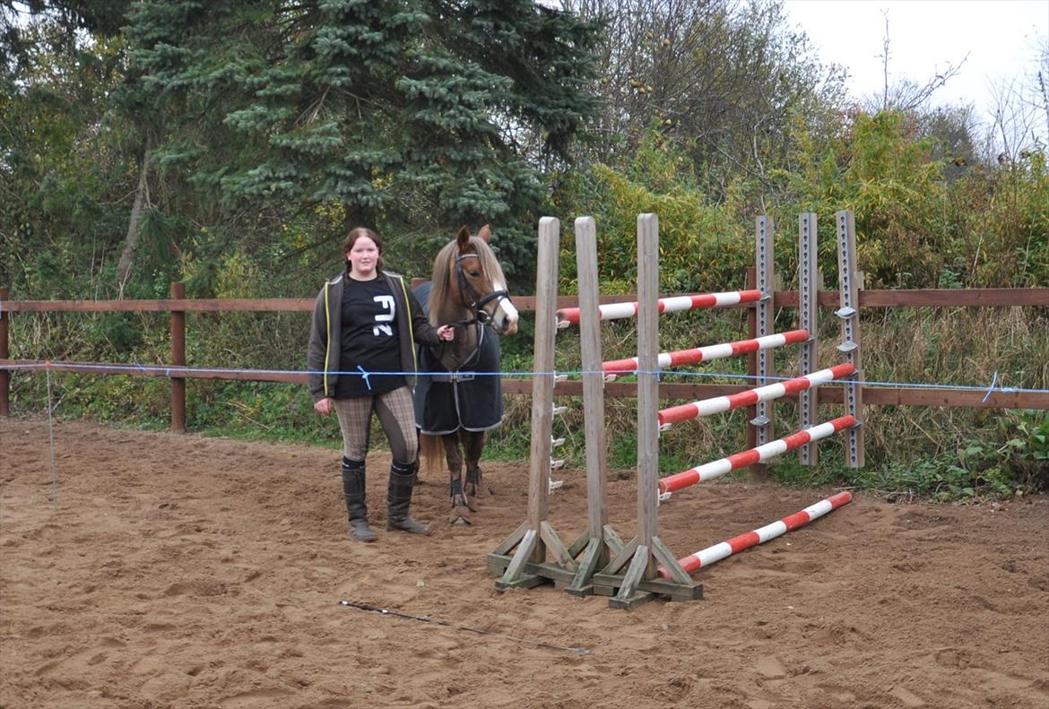 New Forest Viktoria - Efter springning. En meget træt pony. Spring 130cm.  billede 20