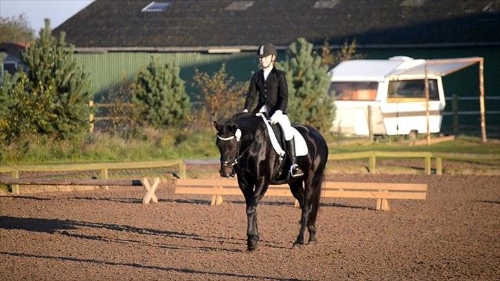 Oldenborg Bianca af Tanderup (Gippe'sen) - Udridning for lange tøjler fik 8 :p billede 8