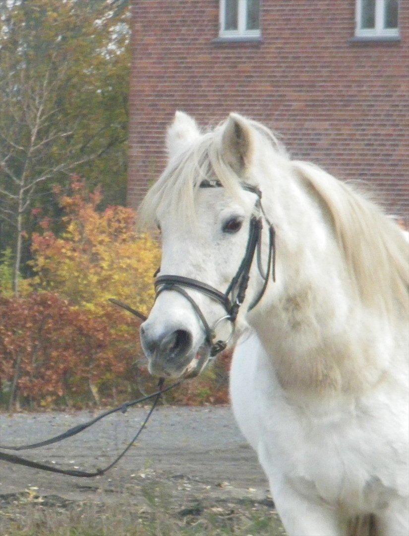 Anden særlig race AGRY  billede 17