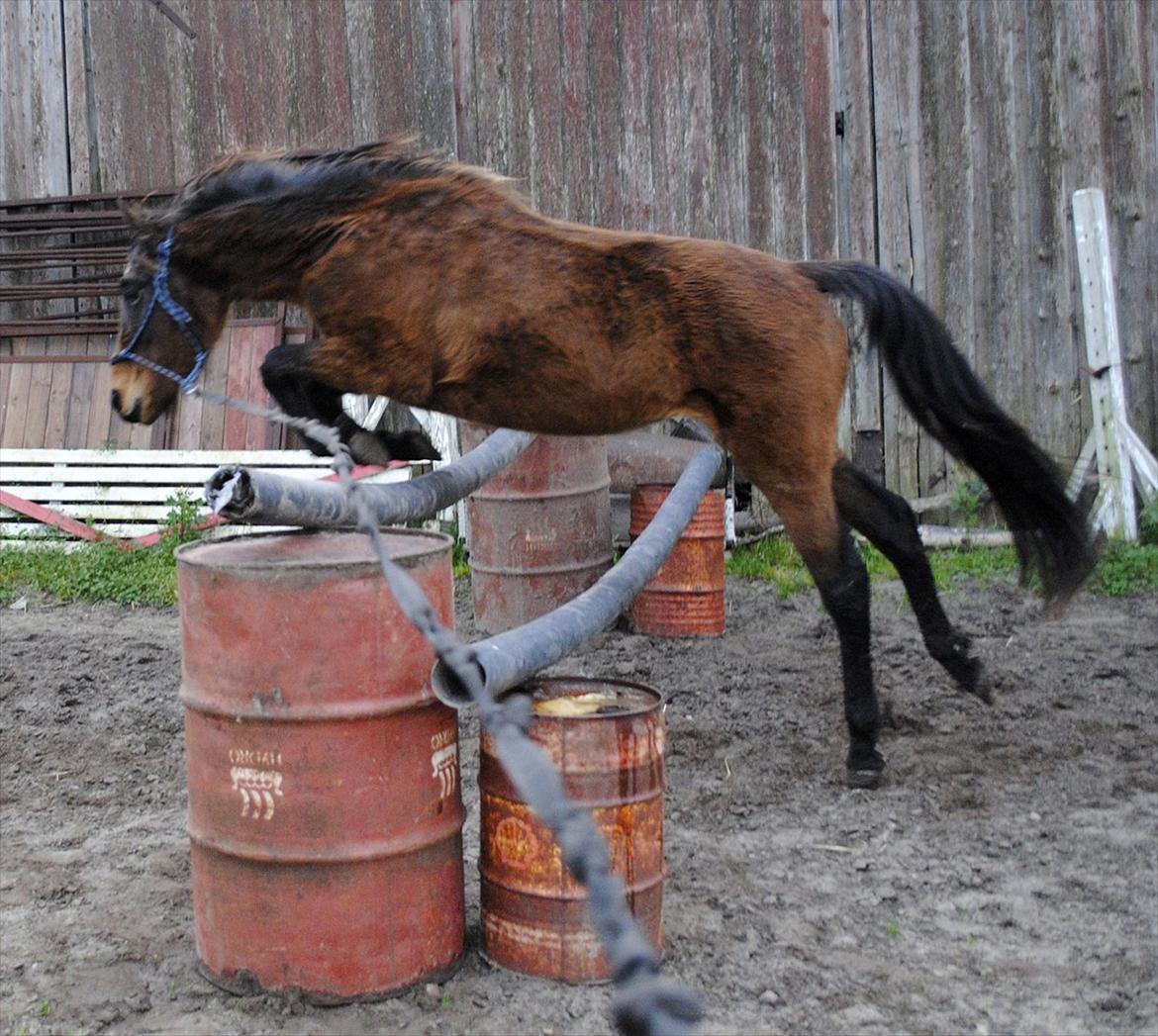 Anden særlig race Grønvangs Edward |Eddie| - Eddie som 3 årig springer 100 cm GAMMELT billede 45