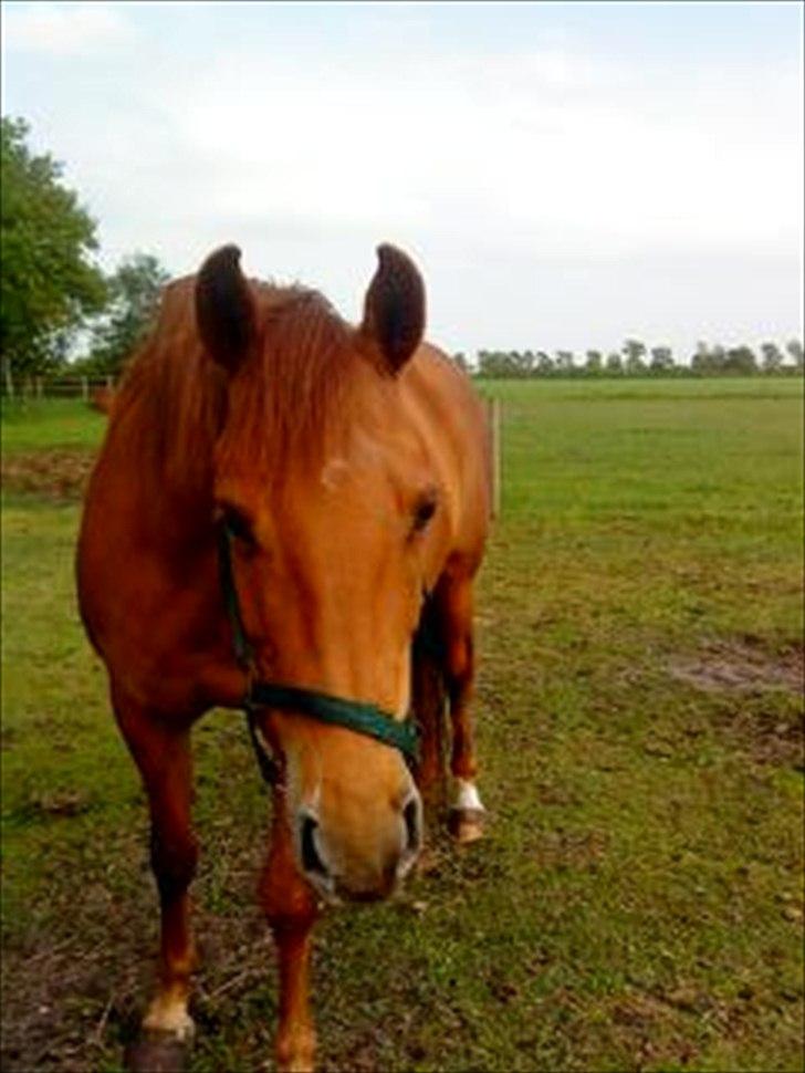 Anden særlig race Zoya - "Hvad er det, du laver?" billede 13