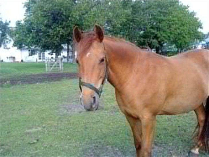 Anden særlig race Zoya billede 14