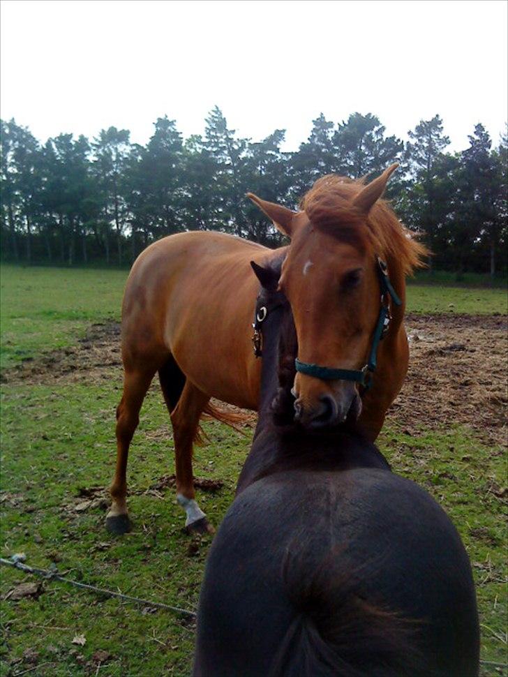 Anden særlig race Zoya - Zoya og Freya hygger sig med at sætte tænderne i hinanden ;-) billede 15