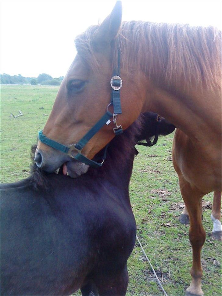 Anden særlig race Zoya billede 16