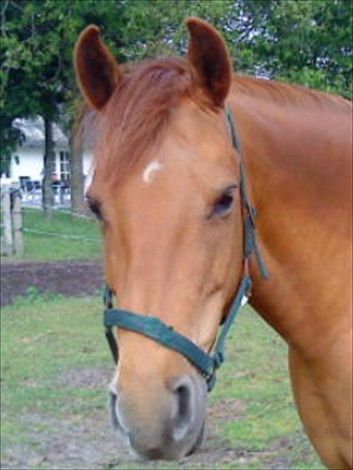 Anden særlig race Zoya billede 5