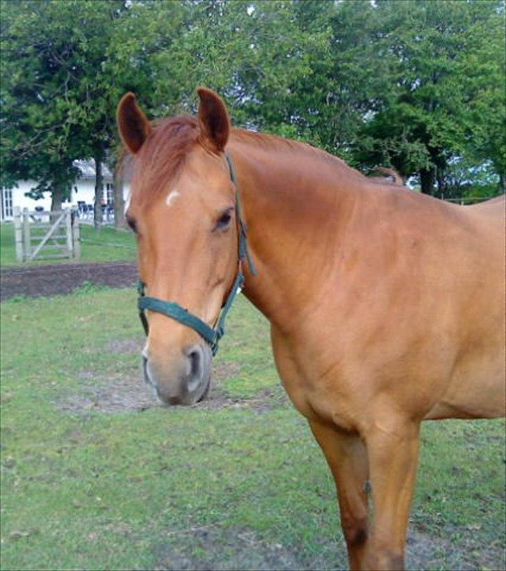 Anden særlig race Zoya billede 17