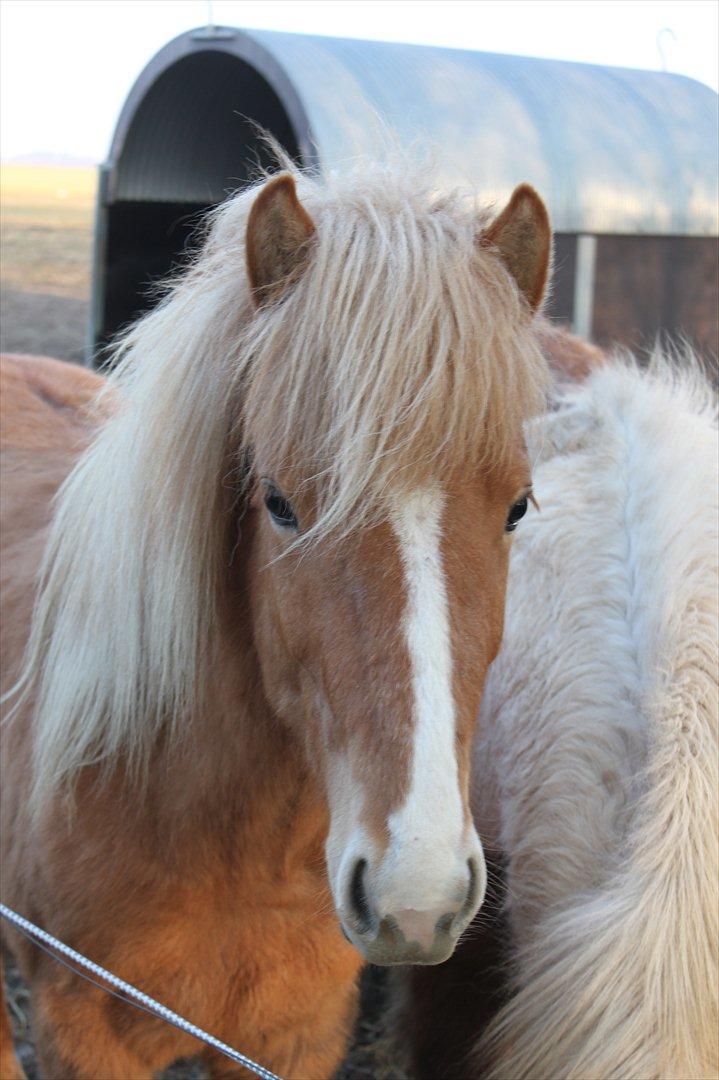 Islænder Álfadis fra Elgådsminde billede 1