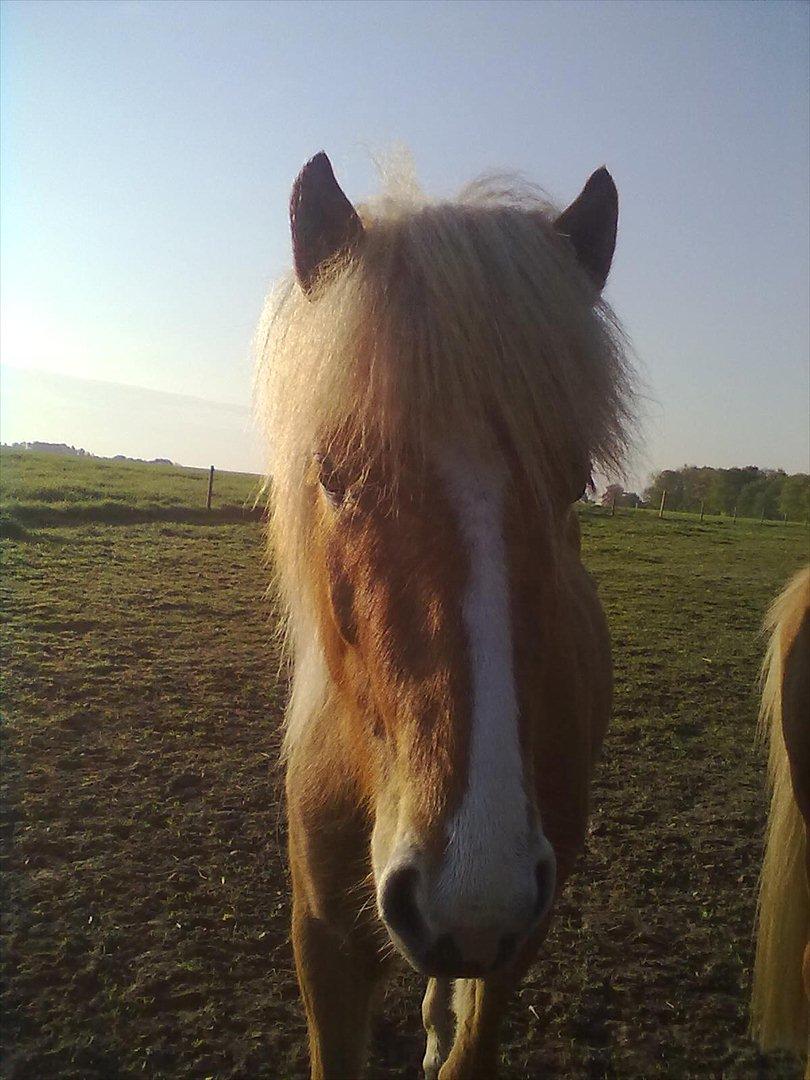 Islænder Álfadis fra Elgådsminde billede 4