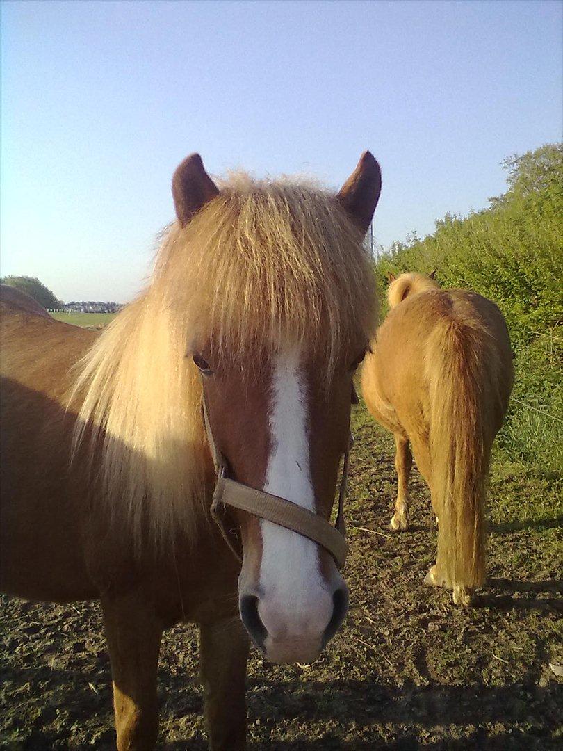 Islænder Diva billede 13