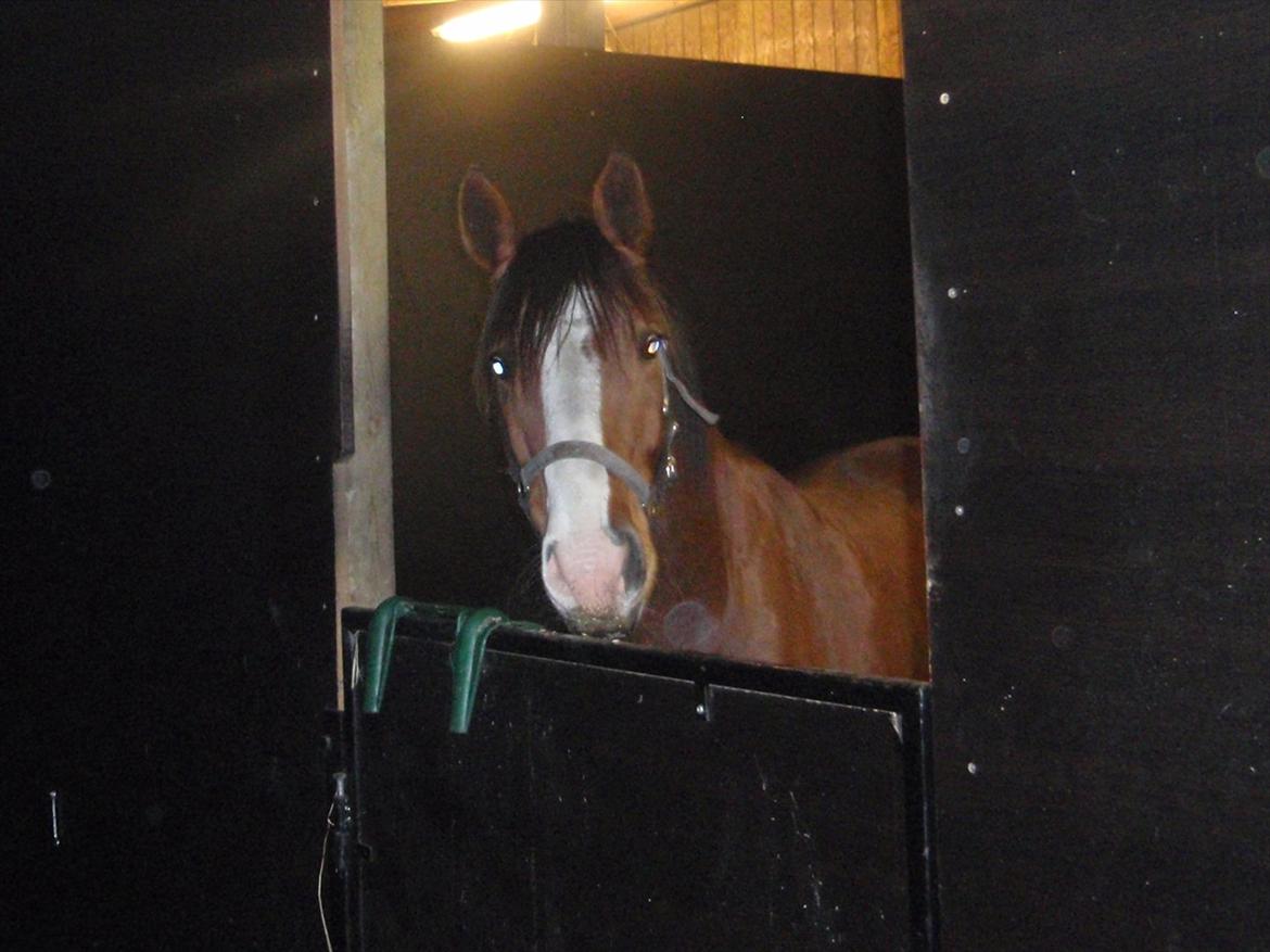 Anden særlig race Arkido billede 10