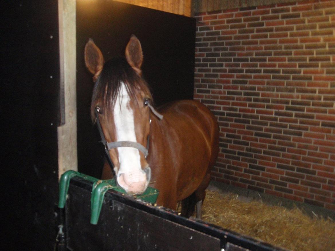 Anden særlig race Arkido billede 12