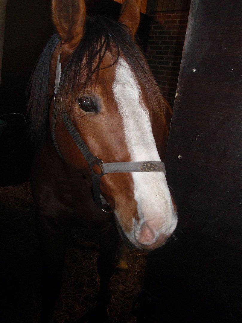 Anden særlig race Arkido billede 5