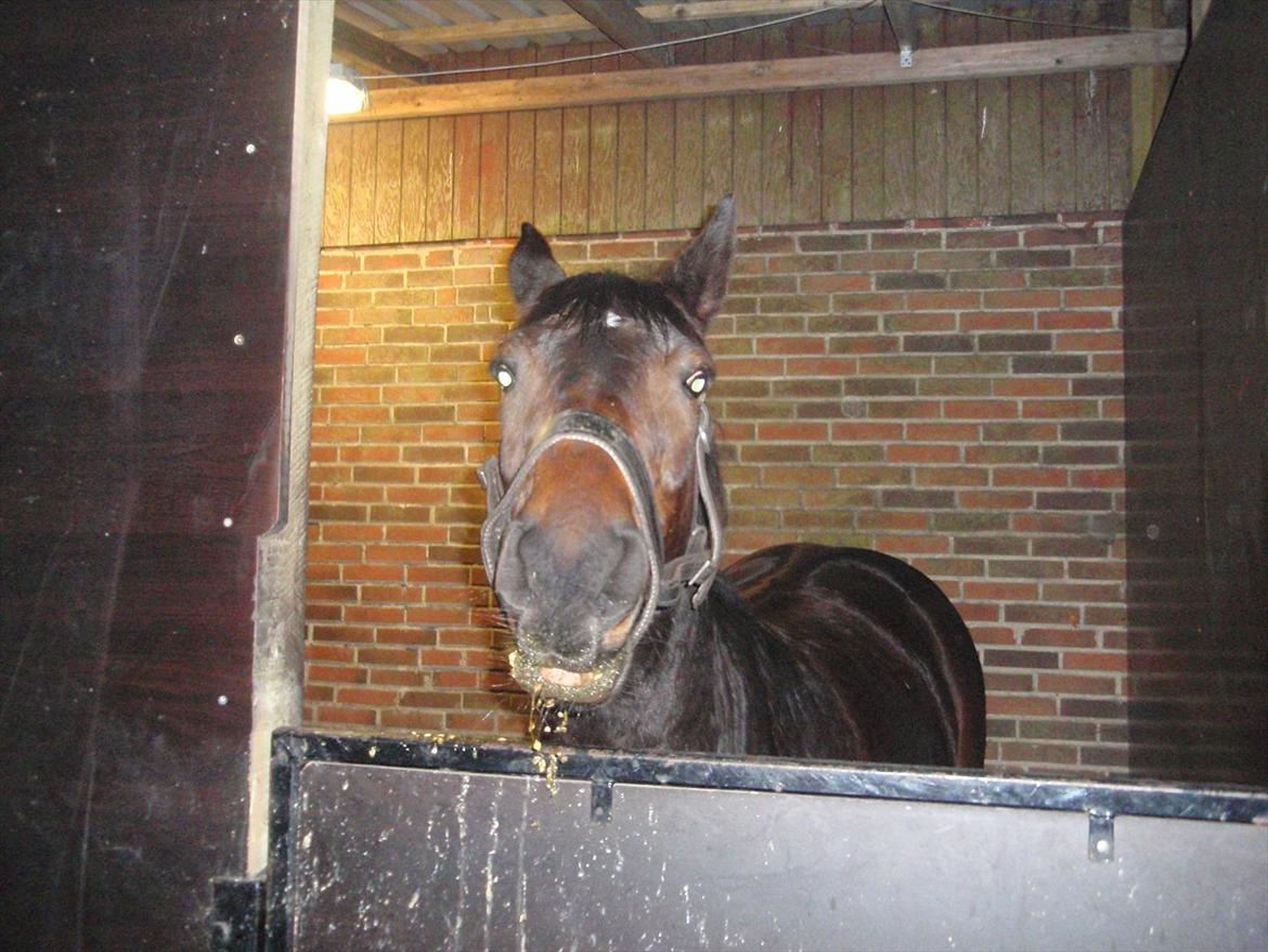 Anden særlig race Sola - Alt for nysgerrig til at spise. Taber halvdelen :-D billede 5