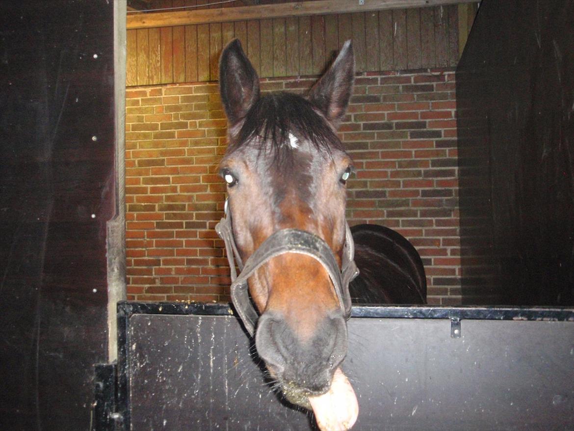 Anden særlig race Sola billede 9