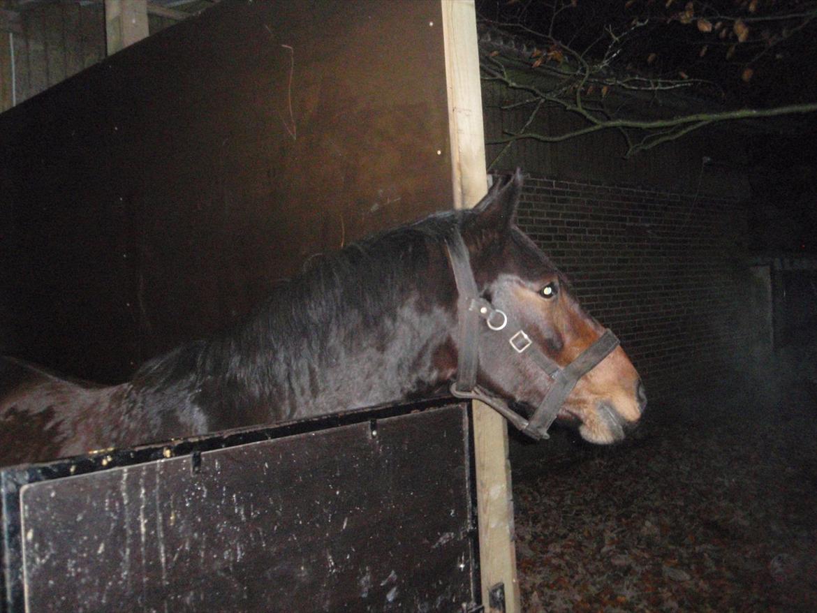 Anden særlig race Sola billede 17