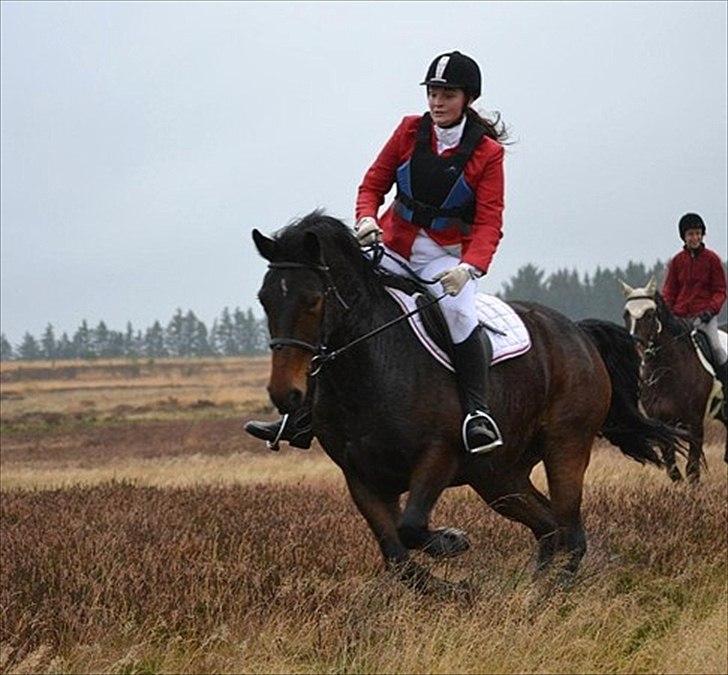 Anden særlig race Sola - Hubertus jagt i 11/13 billede 18