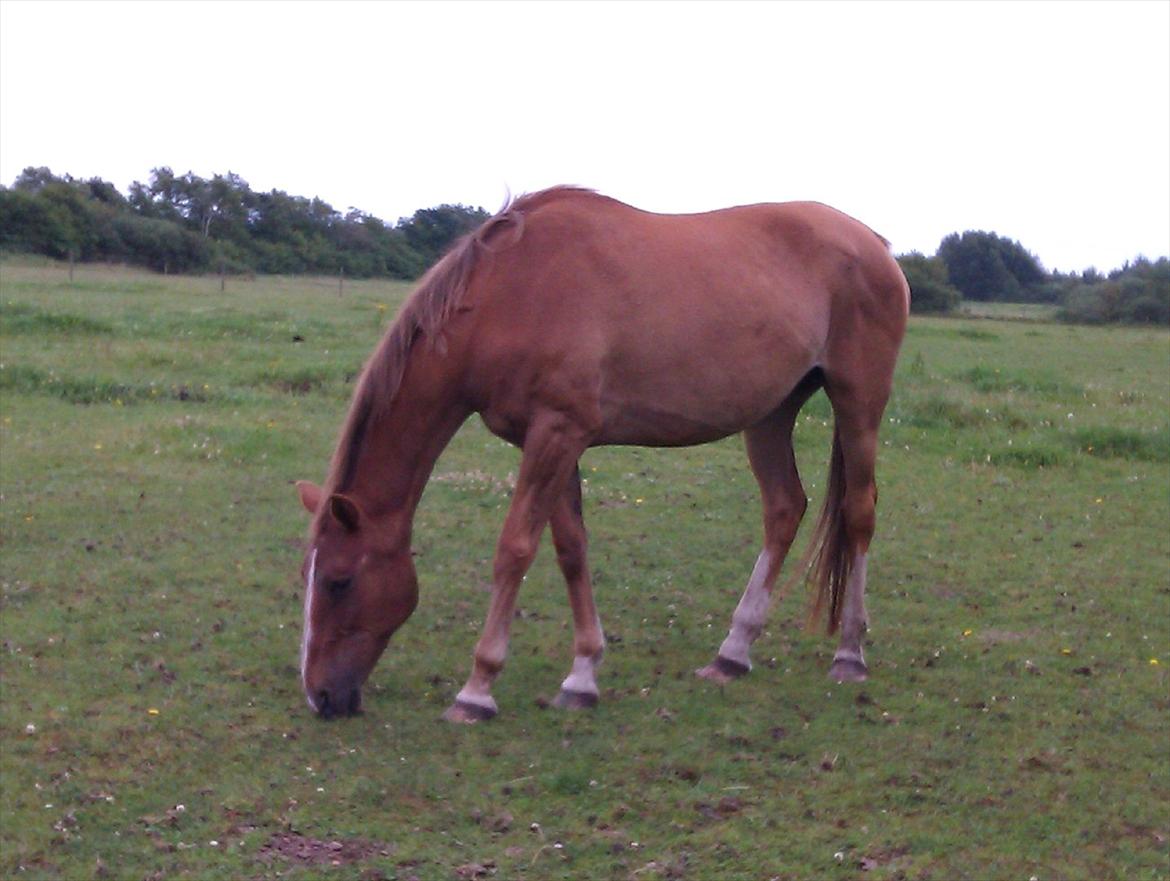 Anden særlig race Amare - Amare hygger sig på folden.. :-) billede 3