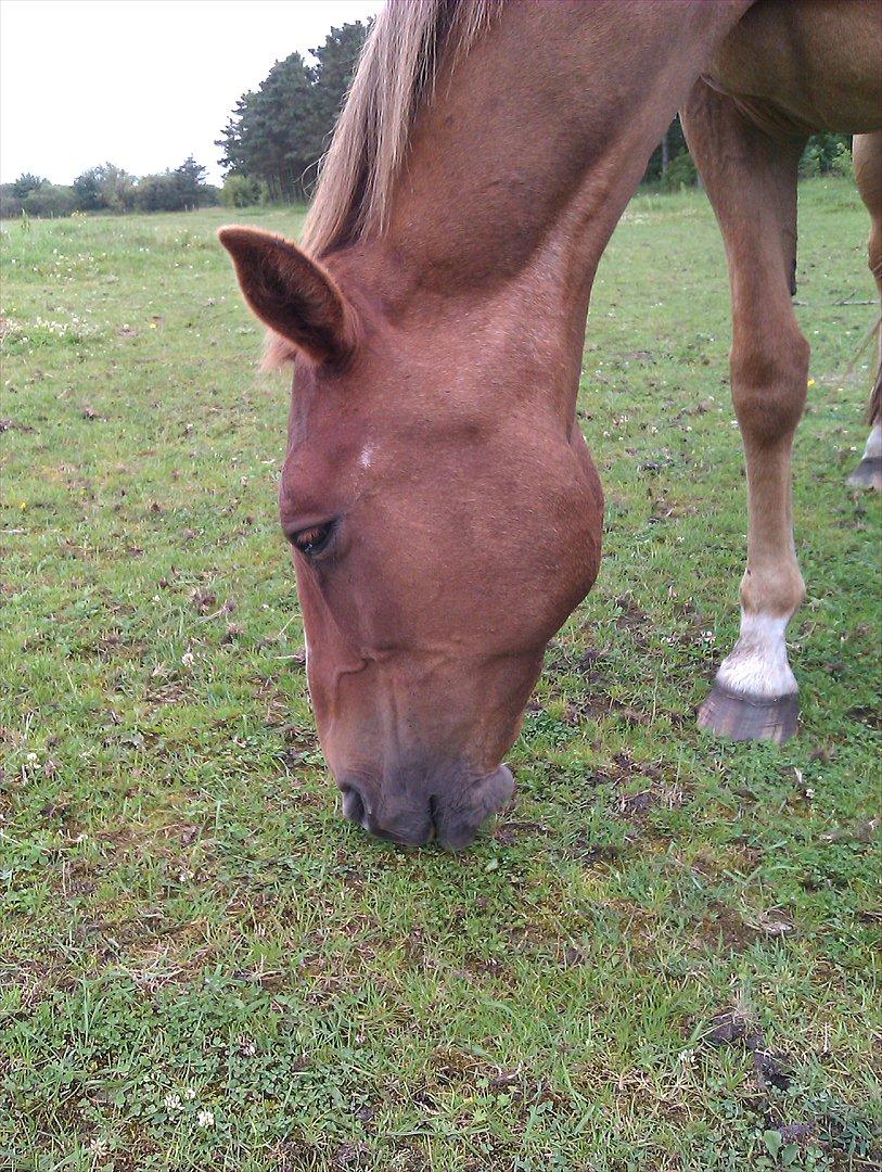 Anden særlig race Amare billede 4