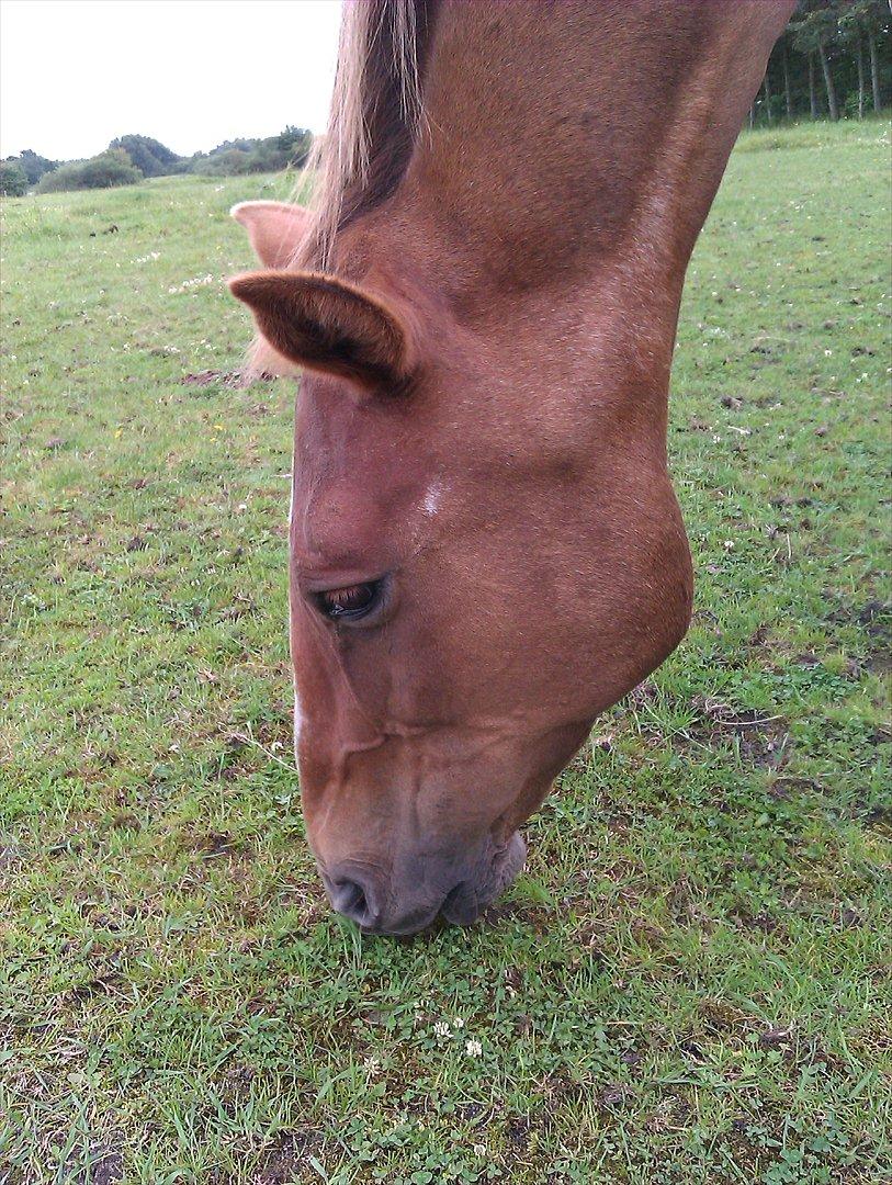 Anden særlig race Amare billede 5