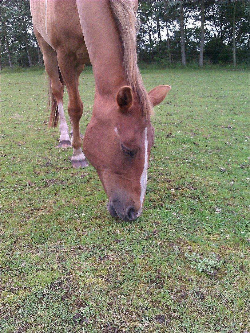 Anden særlig race Amare billede 6