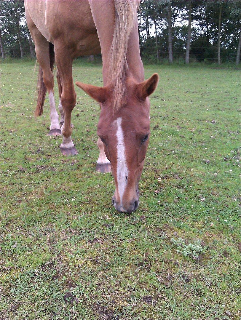 Anden særlig race Amare - Min skat en af de første dage.
Læg mærke til pandelokken, sårene på nåseryggen og de lange hove.. billede 7