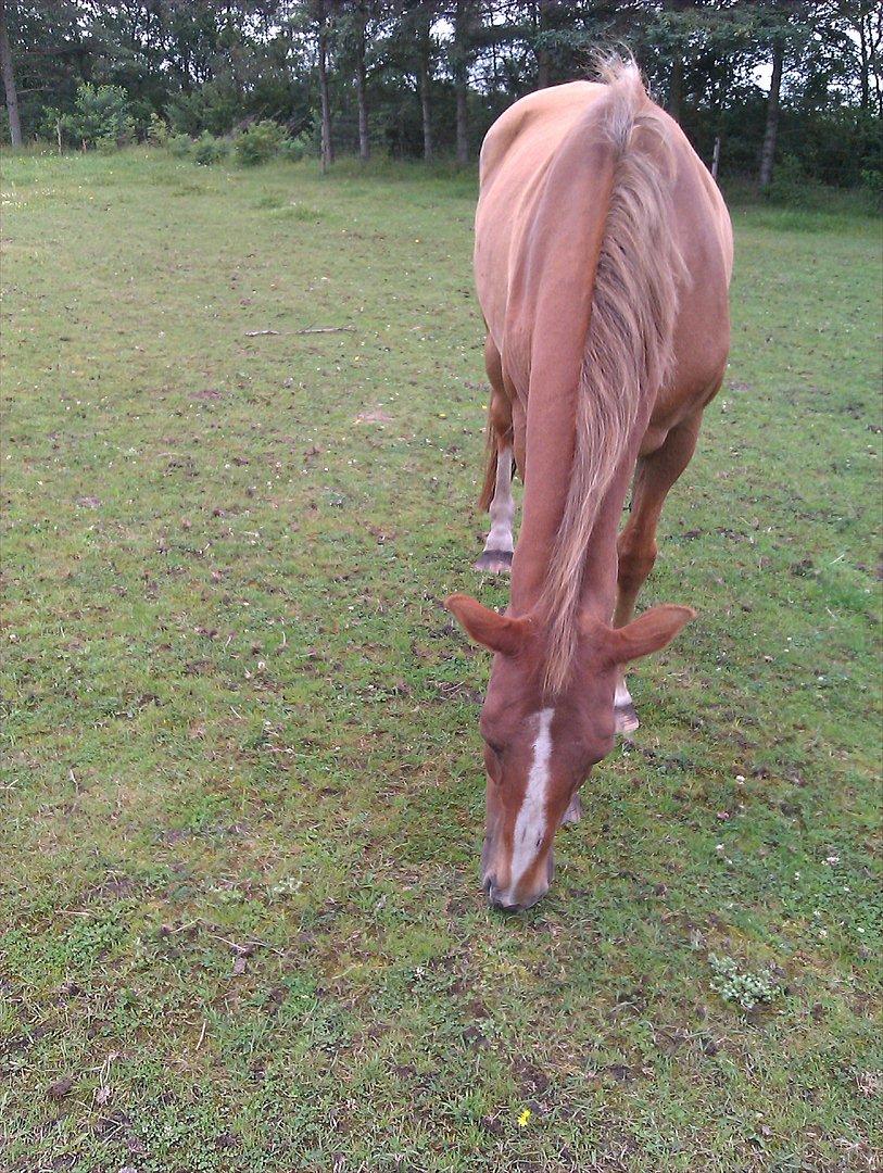 Anden særlig race Amare billede 10