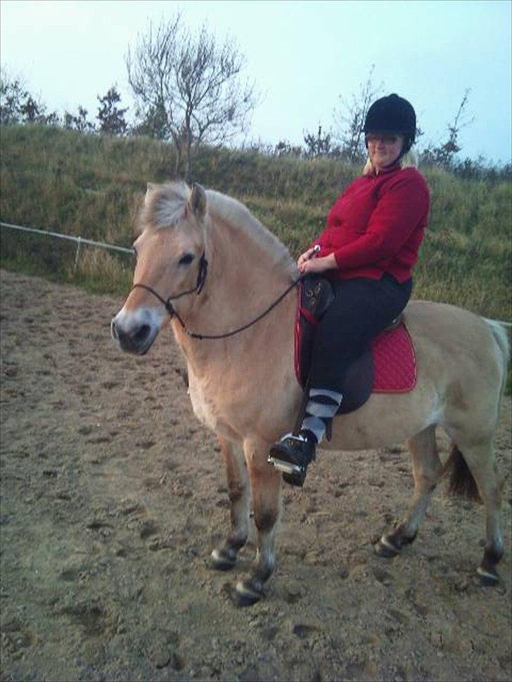 Fjordhest mona   [ tidl. hest] billede 1