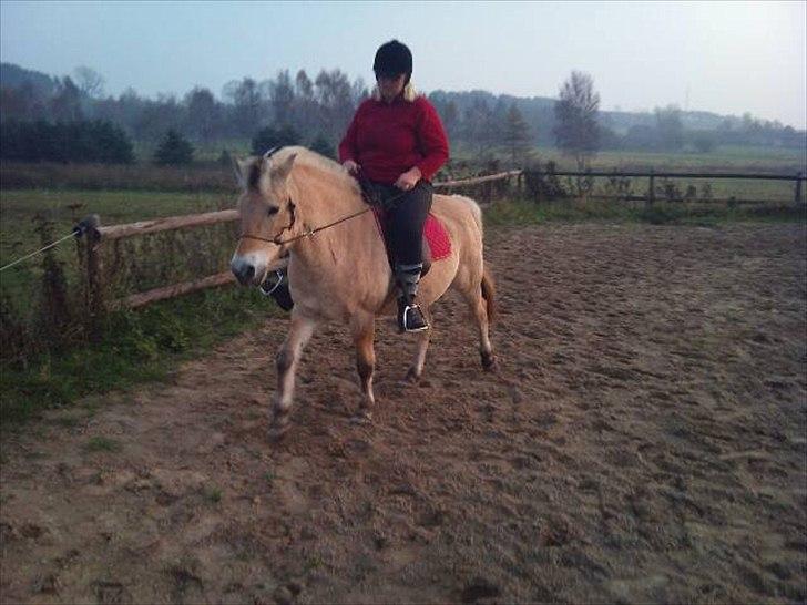 Fjordhest mona   [ tidl. hest] billede 10