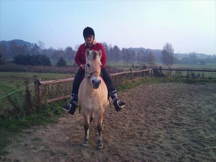 Fjordhest mona   [ tidl. hest] billede 9