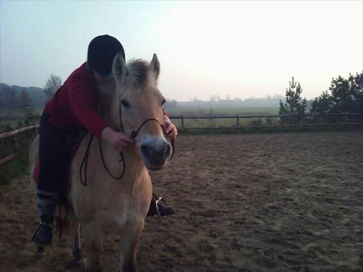 Fjordhest mona   [ tidl. hest] billede 12