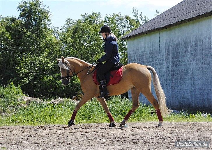 Palomino Grønvangs Golden miss Gucci [Solgt] billede 13