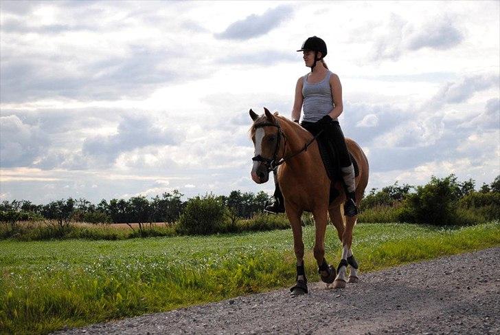 Palomino Grønvangs Golden miss Gucci [Solgt] billede 19