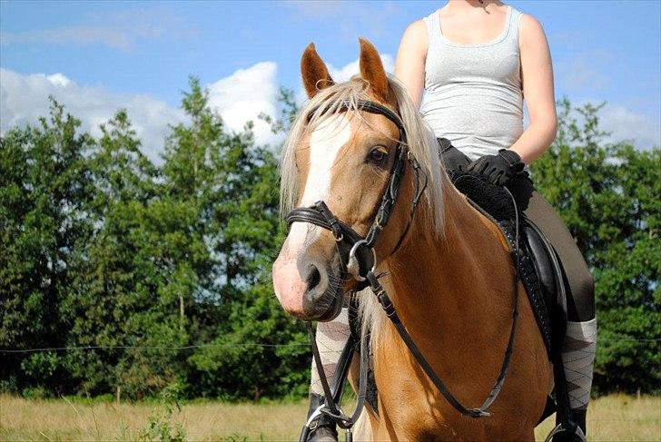 Palomino Grønvangs Golden miss Gucci [Solgt] billede 14