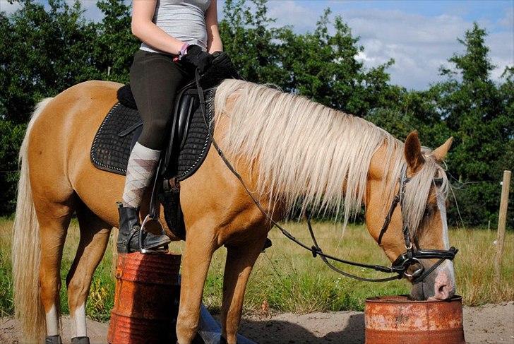 Palomino Grønvangs Golden miss Gucci [Solgt] billede 17