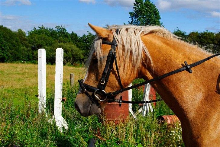 Palomino Grønvangs Golden miss Gucci [Solgt] billede 4