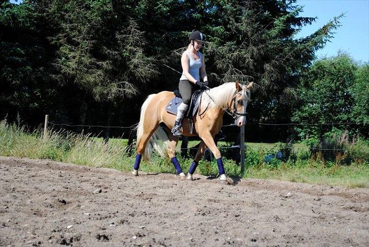 Palomino Grønvangs Golden miss Gucci [Solgt] billede 16