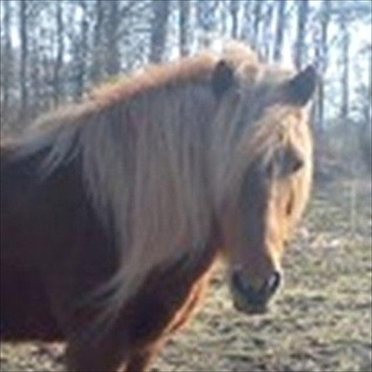 Islænder *Stjerne*! (rider) billede 3