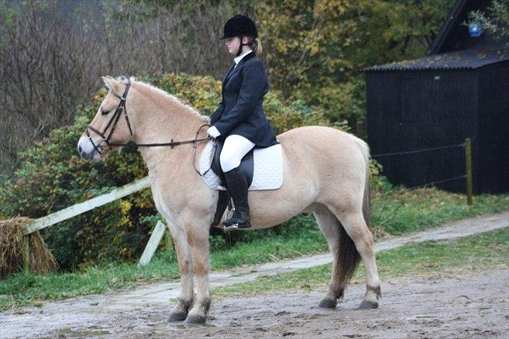 Fjordhest Fjolle - vi var til stæve  og vi klagede det rimlig godt vi fik 60%               billede 11