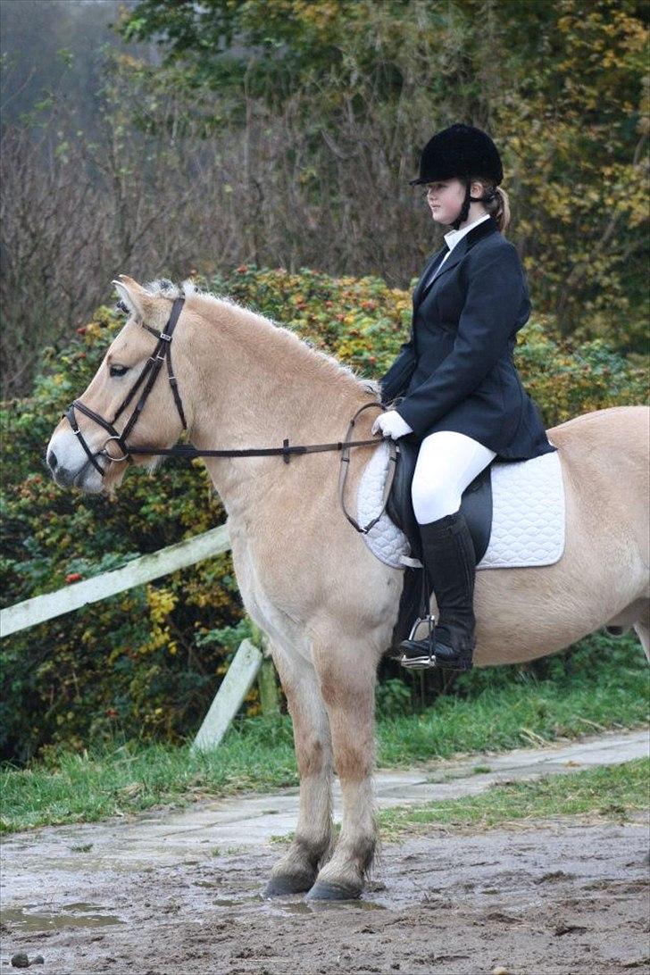 Fjordhest Fjolle - Velkommen til Fjolles profil<3 billede 1