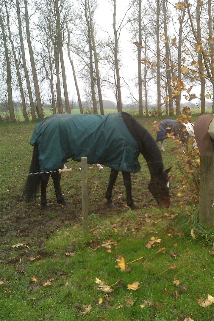 Tysk Varmblod Dolli - Bøffen på mark :D billede 2
